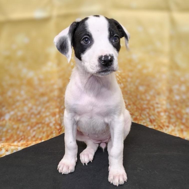 Enlarge Eloise, a Adoptable mixed breed in Griswold, CT image 3/6