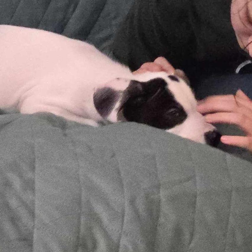 Enlarge Eloise, a Adoptable mixed breed in Griswold, CT image 4/6