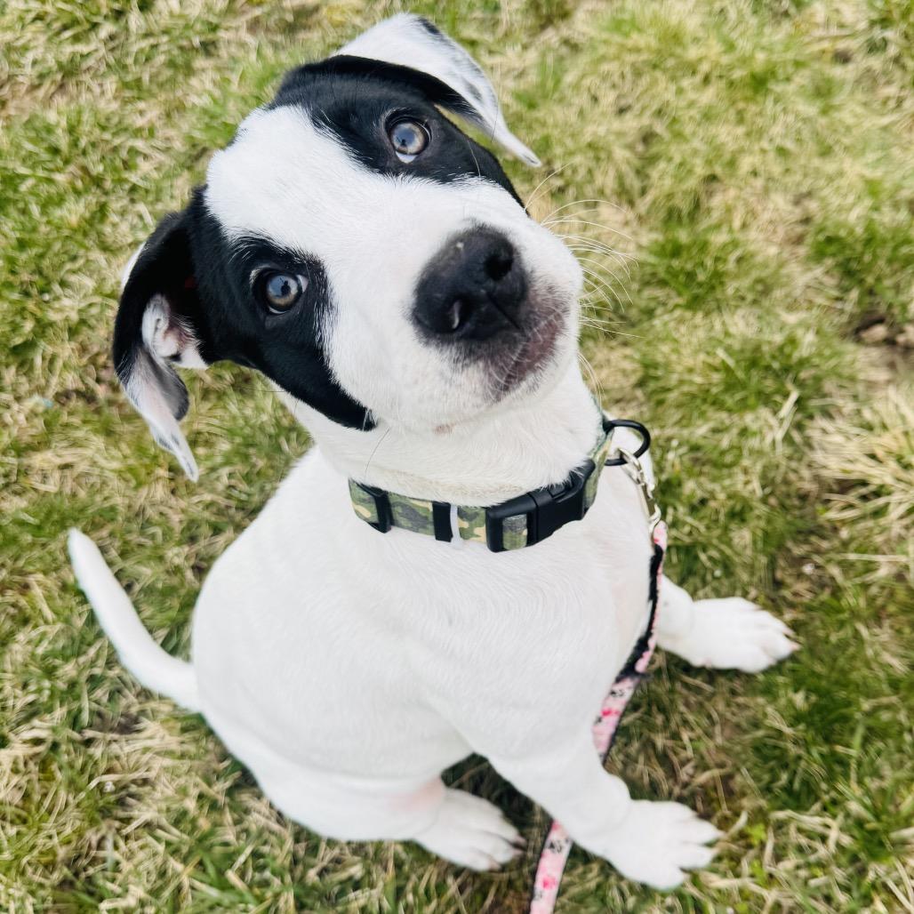 Enlarge Eloise, a Adoptable mixed breed in Griswold, CT image 5/6