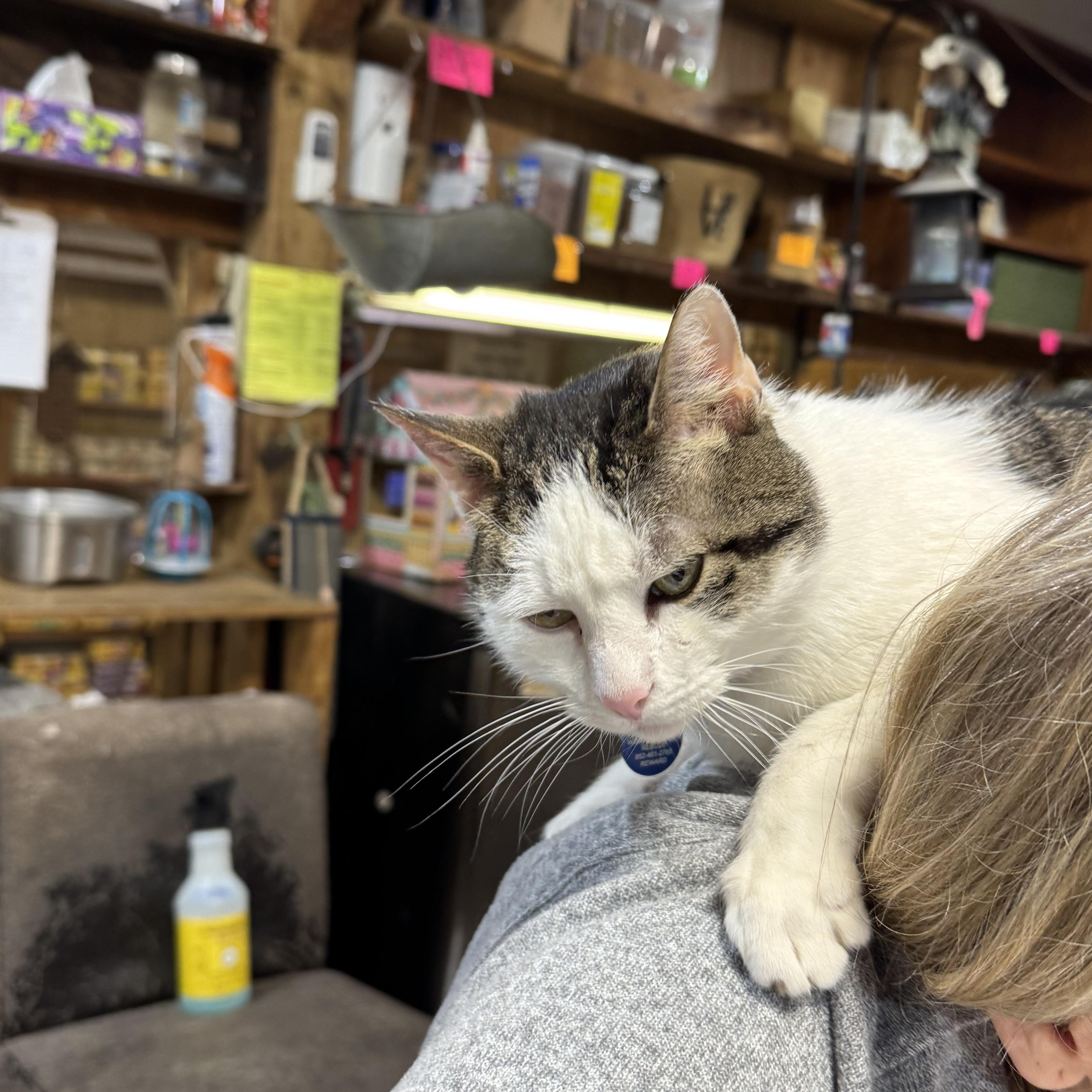 Enlarge Pepper, a Adoptable Domestic Short Hair in New Market, MN image 2/3