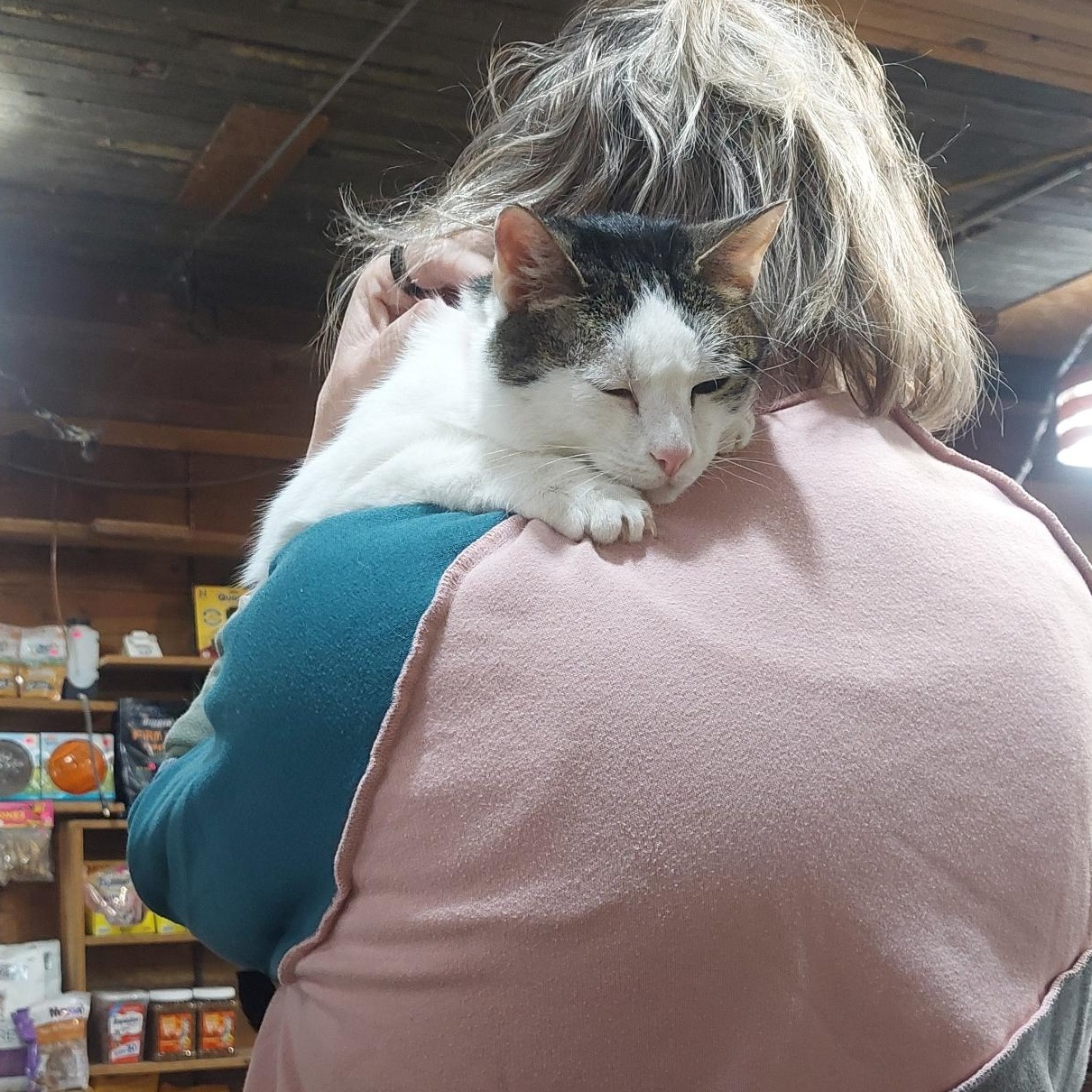 Enlarge Pepper, a Adoptable Domestic Short Hair in New Market, MN image 1/3