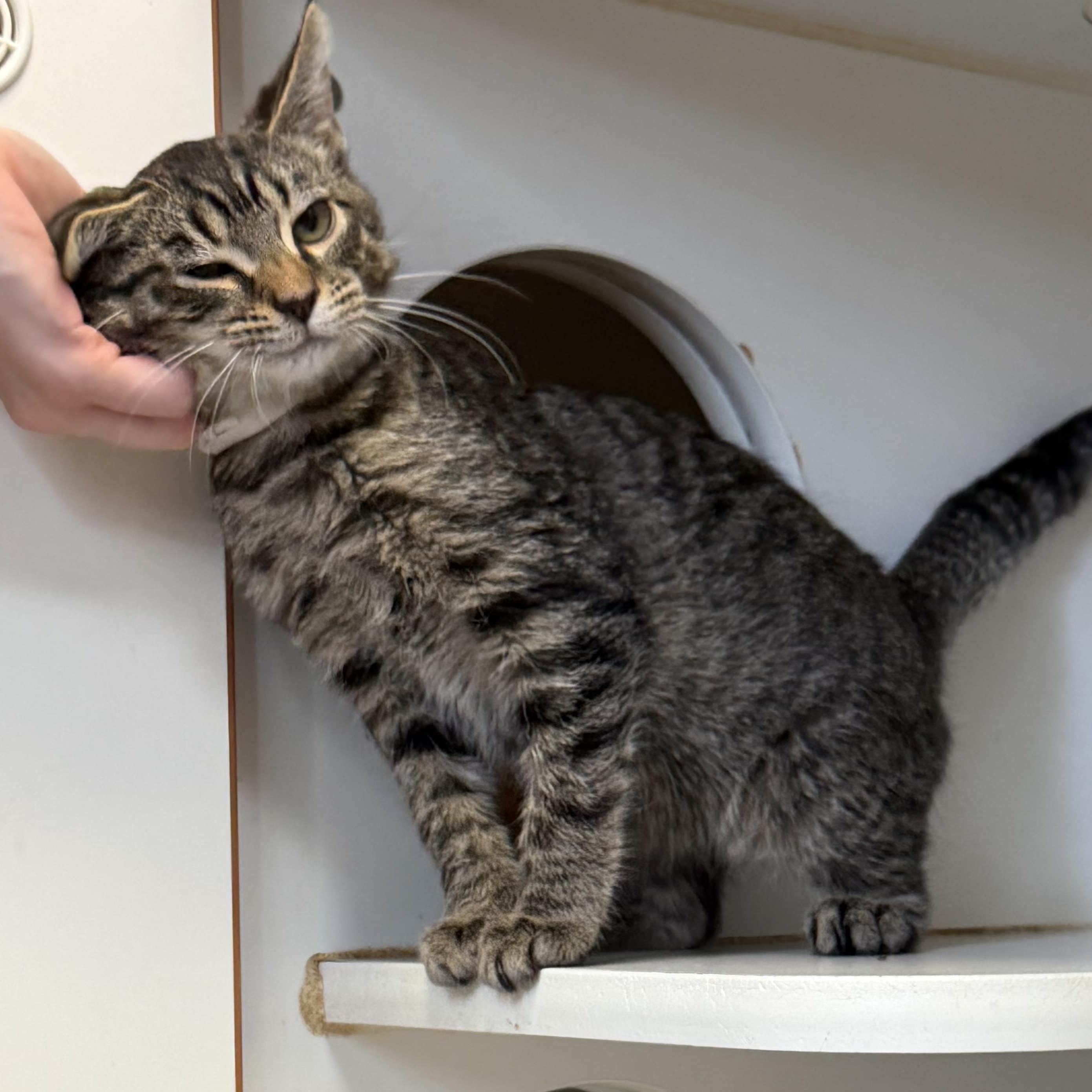 Enlarge Olaf, a Adoptable Domestic Medium Hair in Kent, WA image 3/6