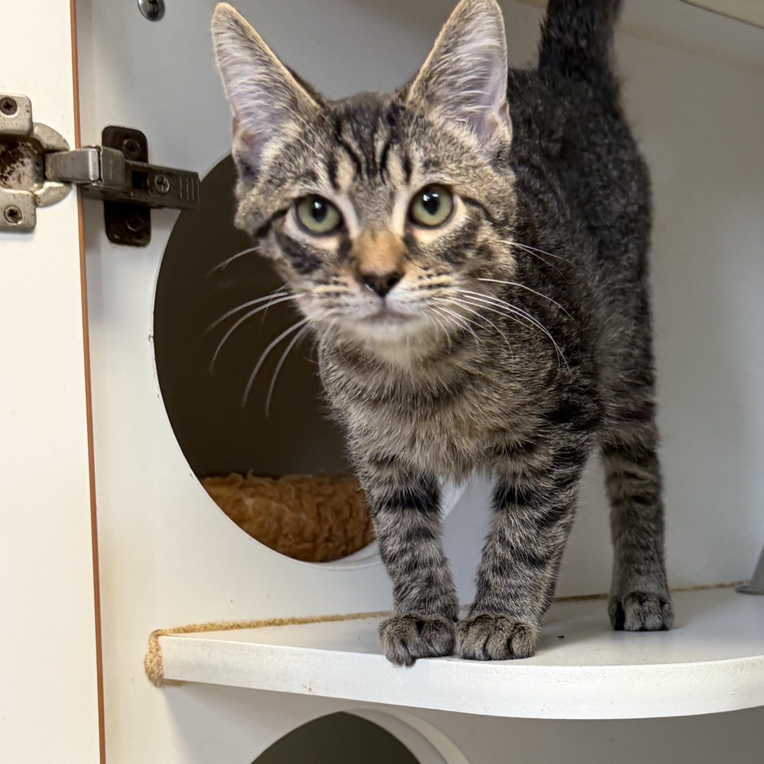 Enlarge Olaf, a Adoptable Domestic Medium Hair in Kent, WA image 5/6