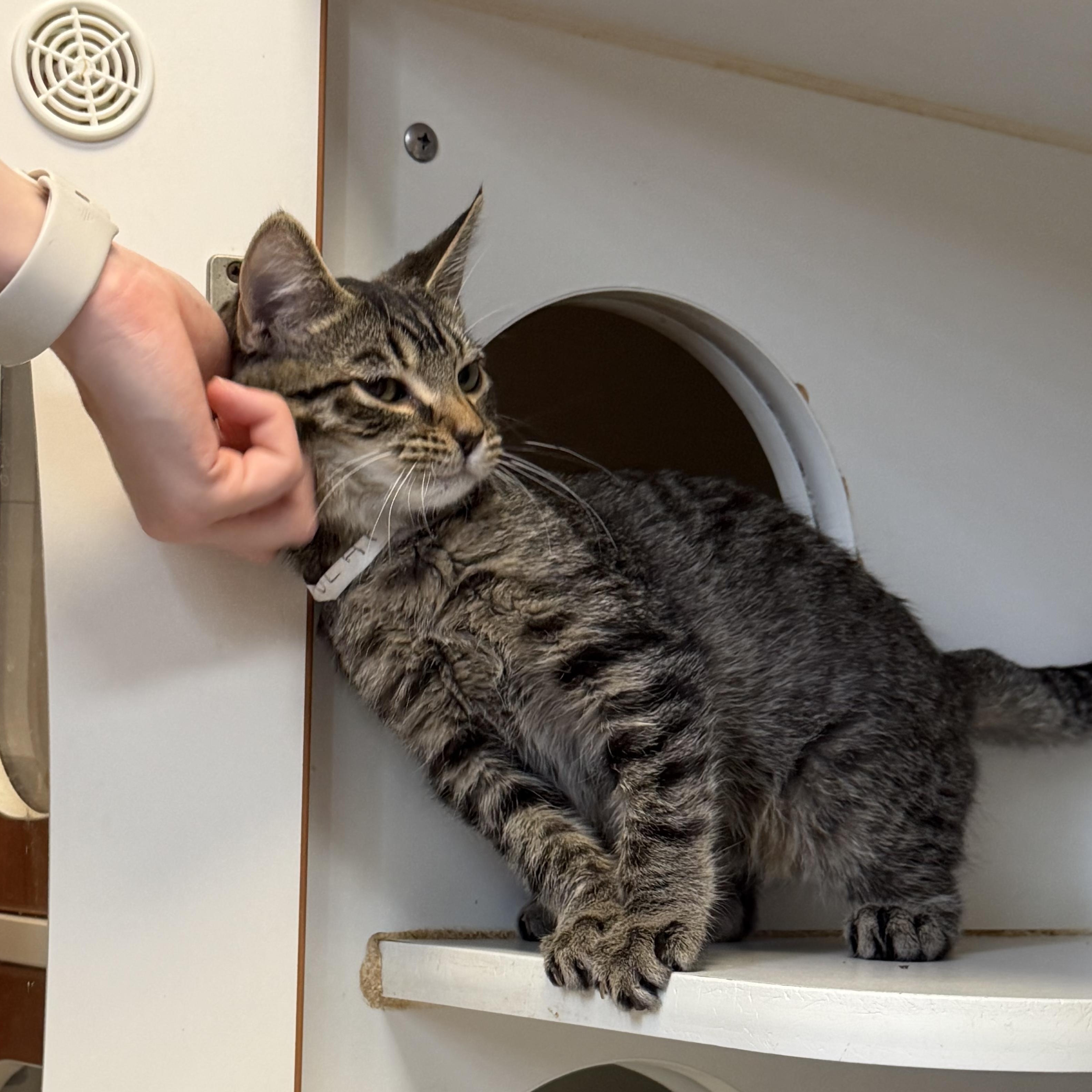 Enlarge Olaf, a Adoptable Domestic Medium Hair in Kent, WA image 4/6