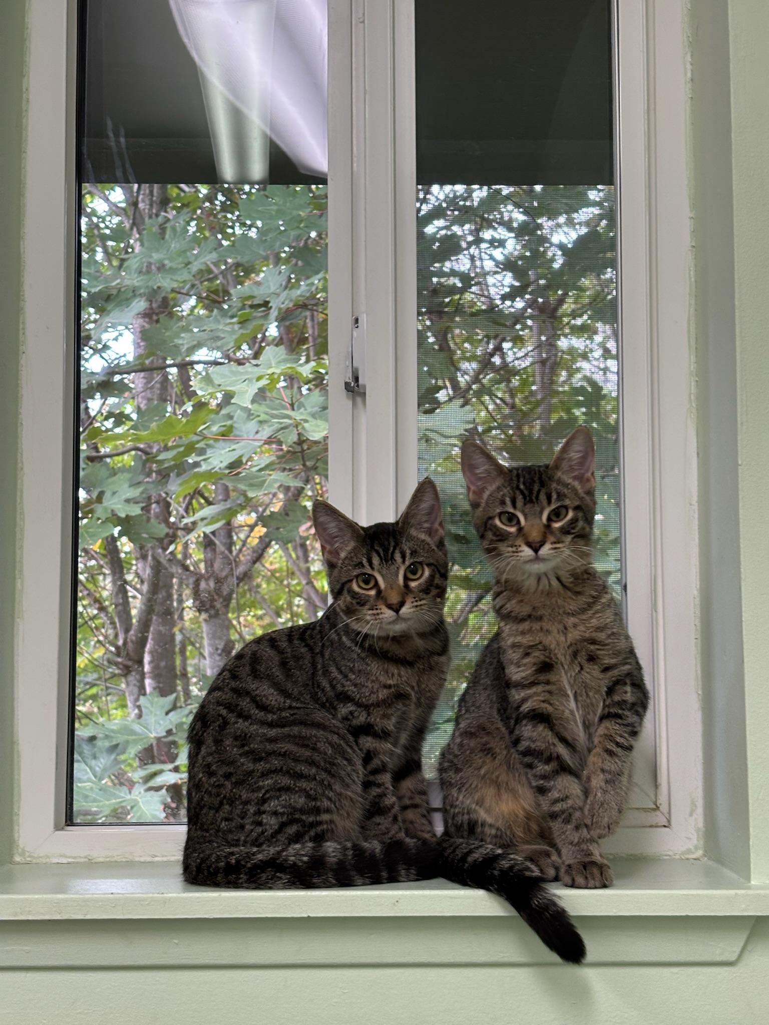 Enlarge Olaf, a Adoptable Domestic Medium Hair in Kent, WA image 6/6