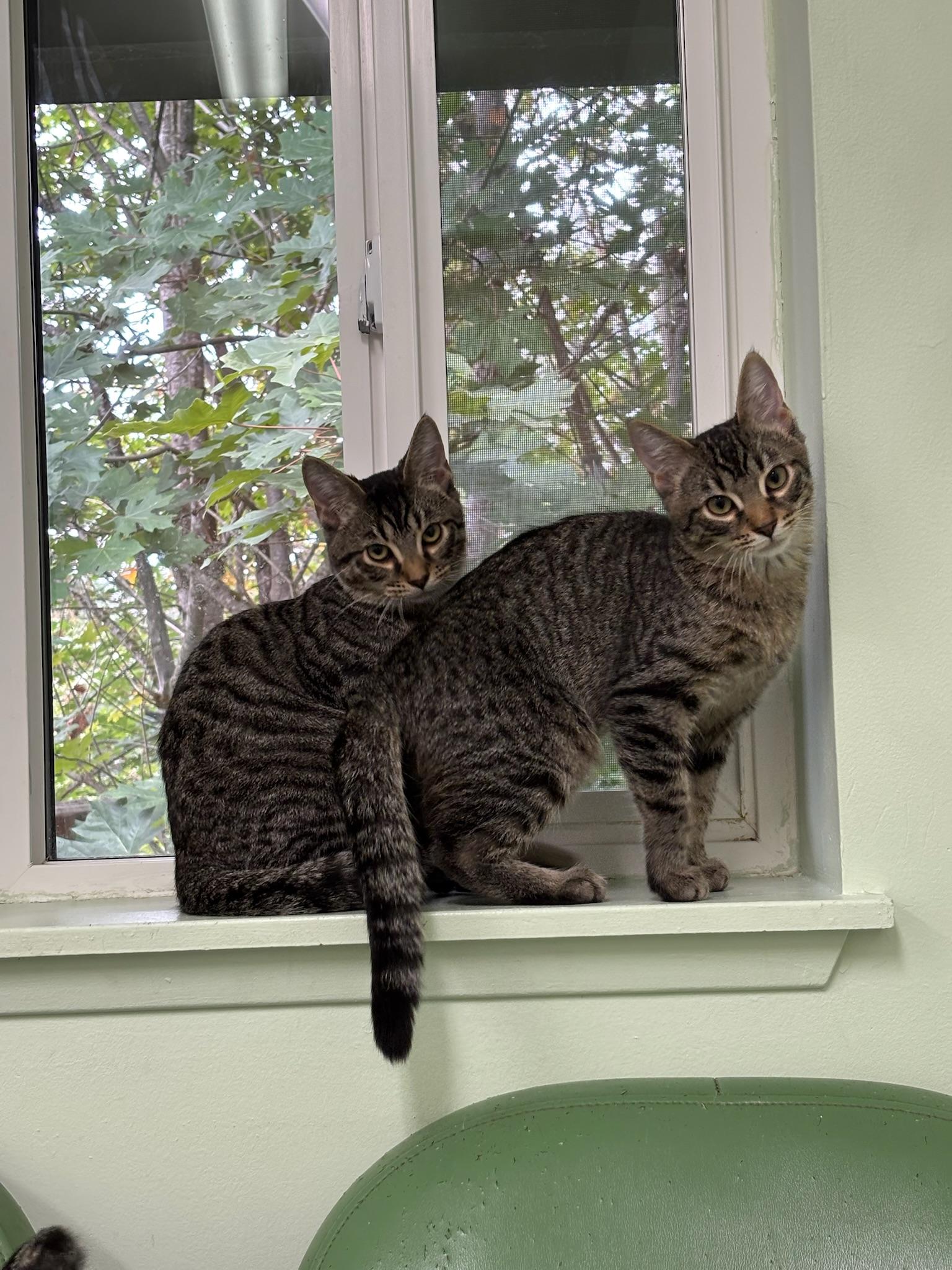 Enlarge Olaf, a Adoptable Domestic Medium Hair in Kent, WA image 2/6