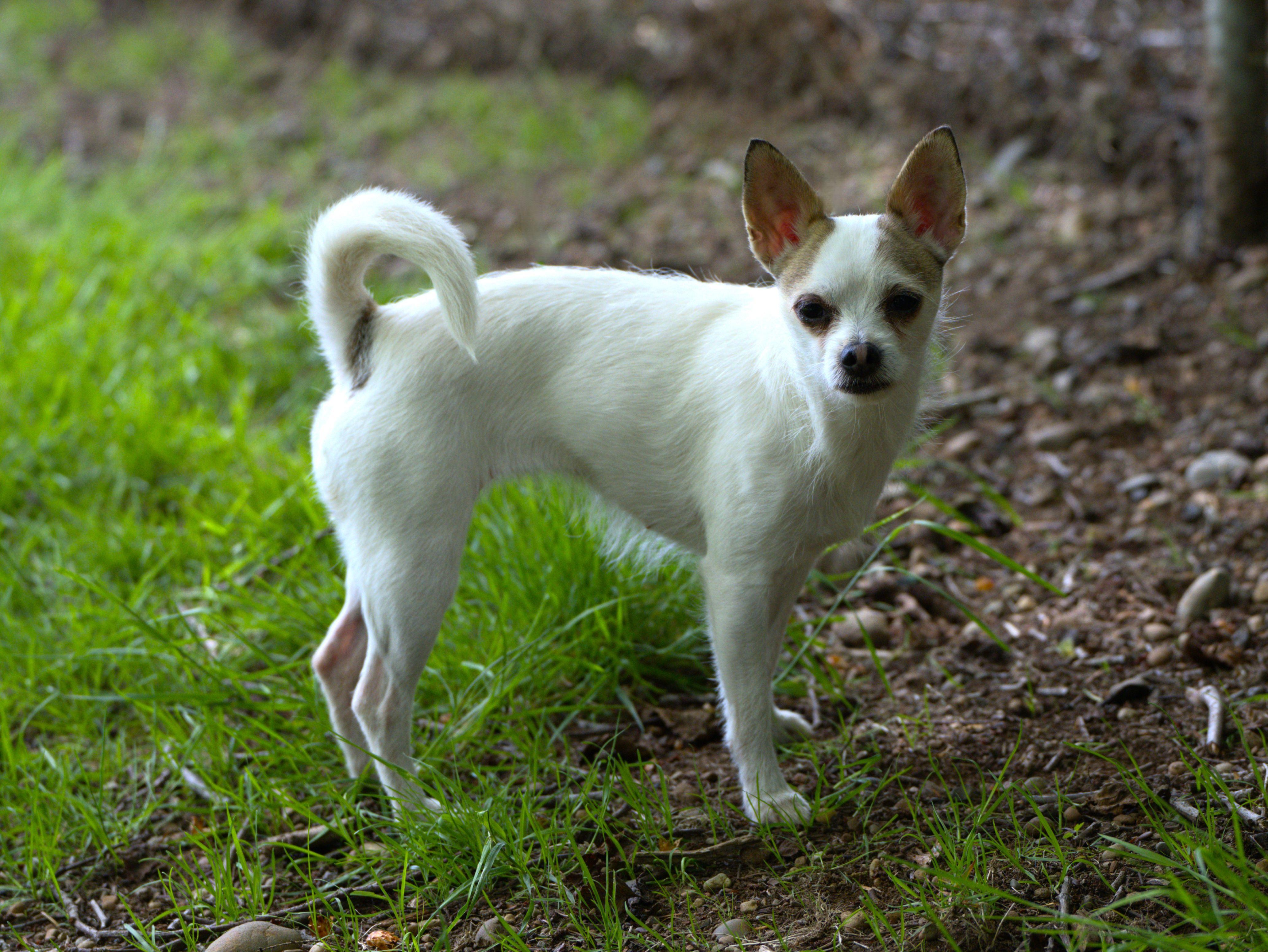 Georgie, an adoptable mixed breed in Hoquiam, WA image 2/5
