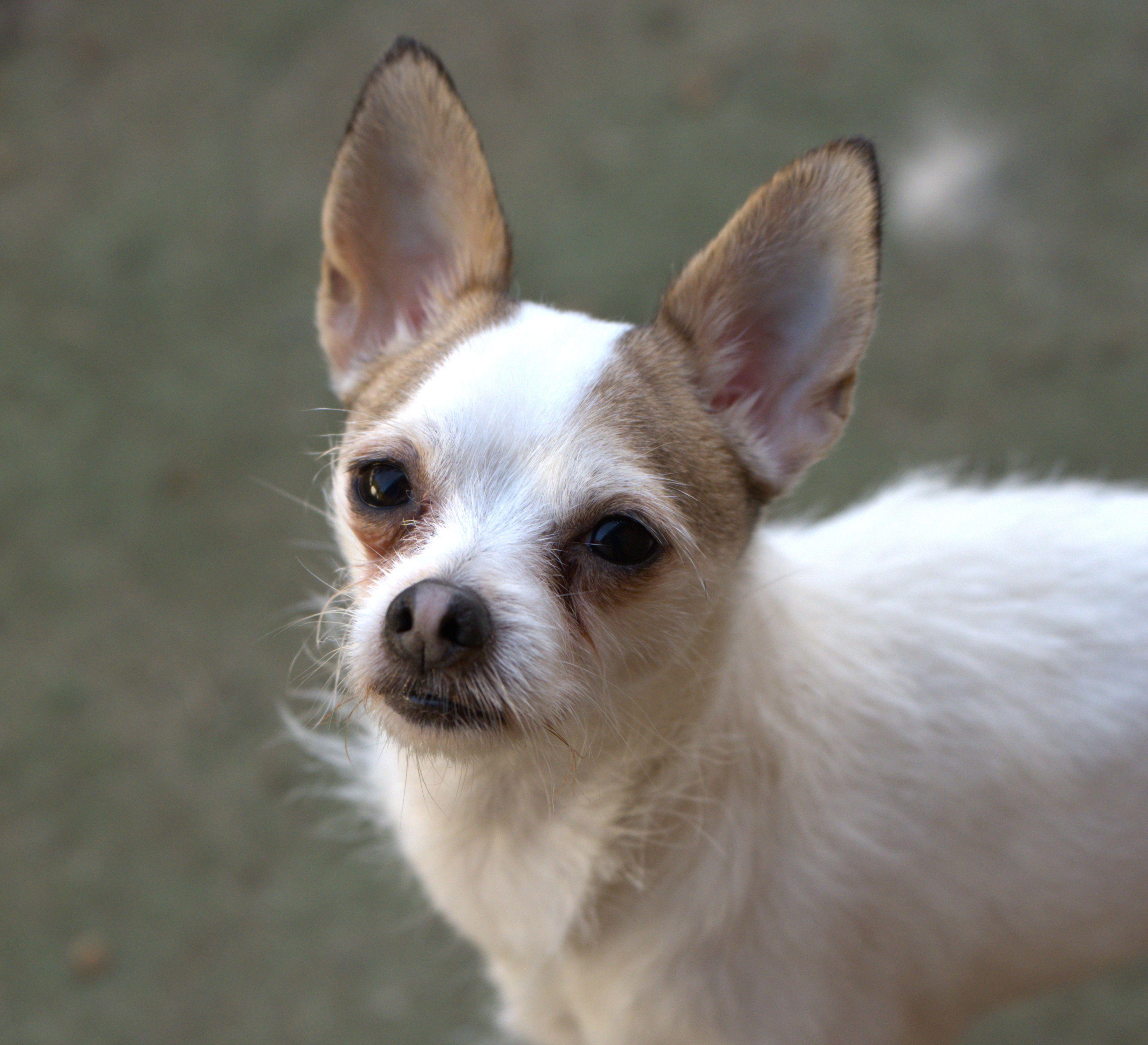 Georgie, an adoptable mixed breed in Hoquiam, WA image 1/5