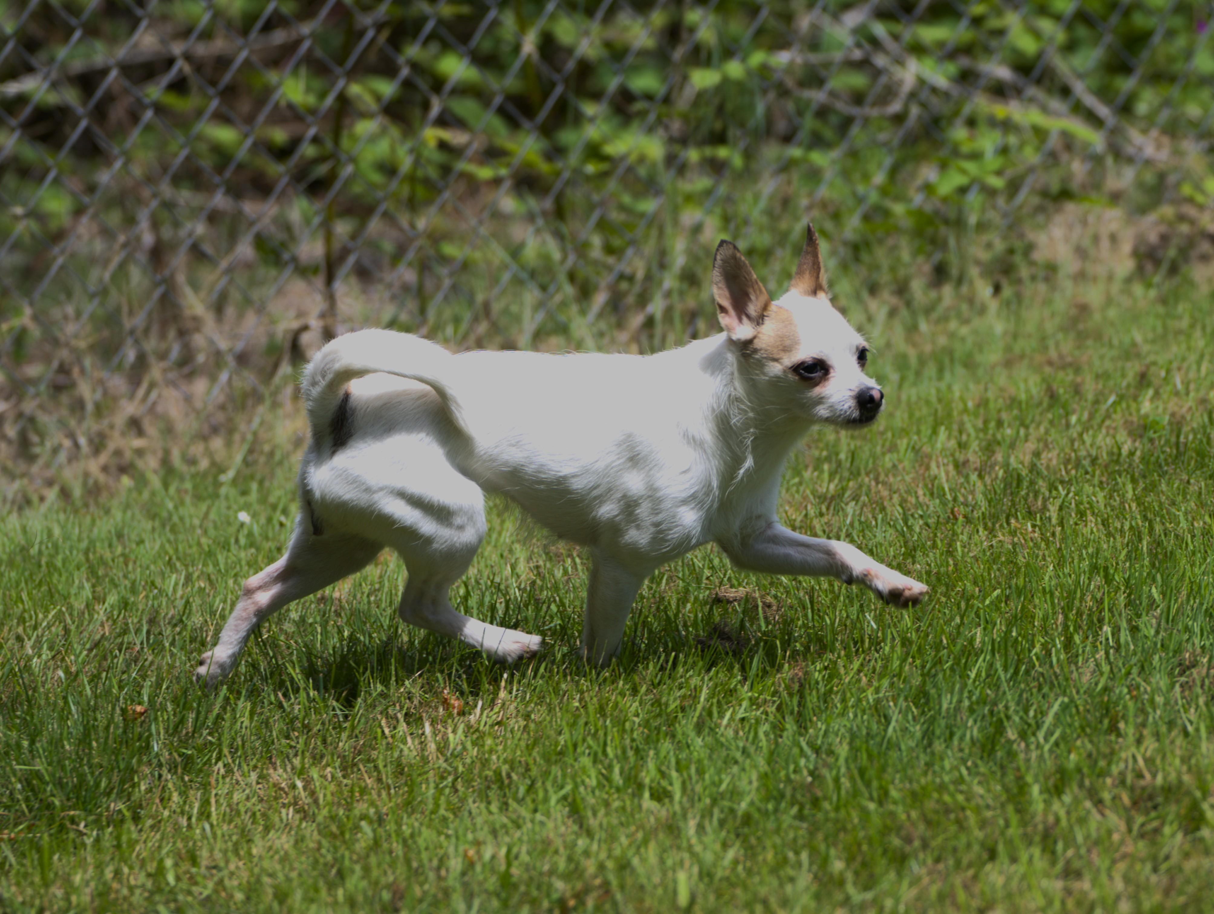 Georgie, an adoptable mixed breed in Hoquiam, WA image 5/5
