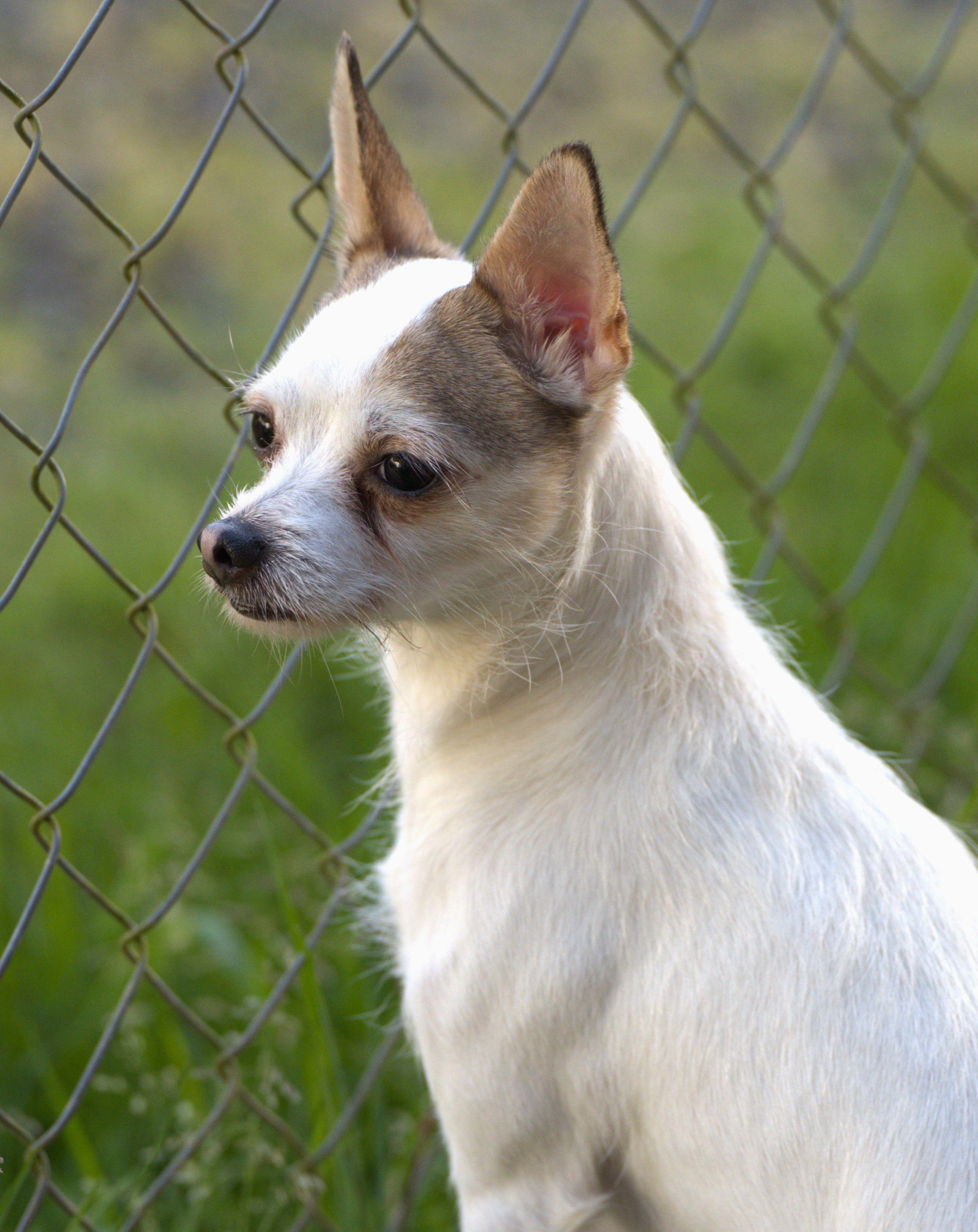 Georgie, an adoptable mixed breed in Hoquiam, WA image 3/5