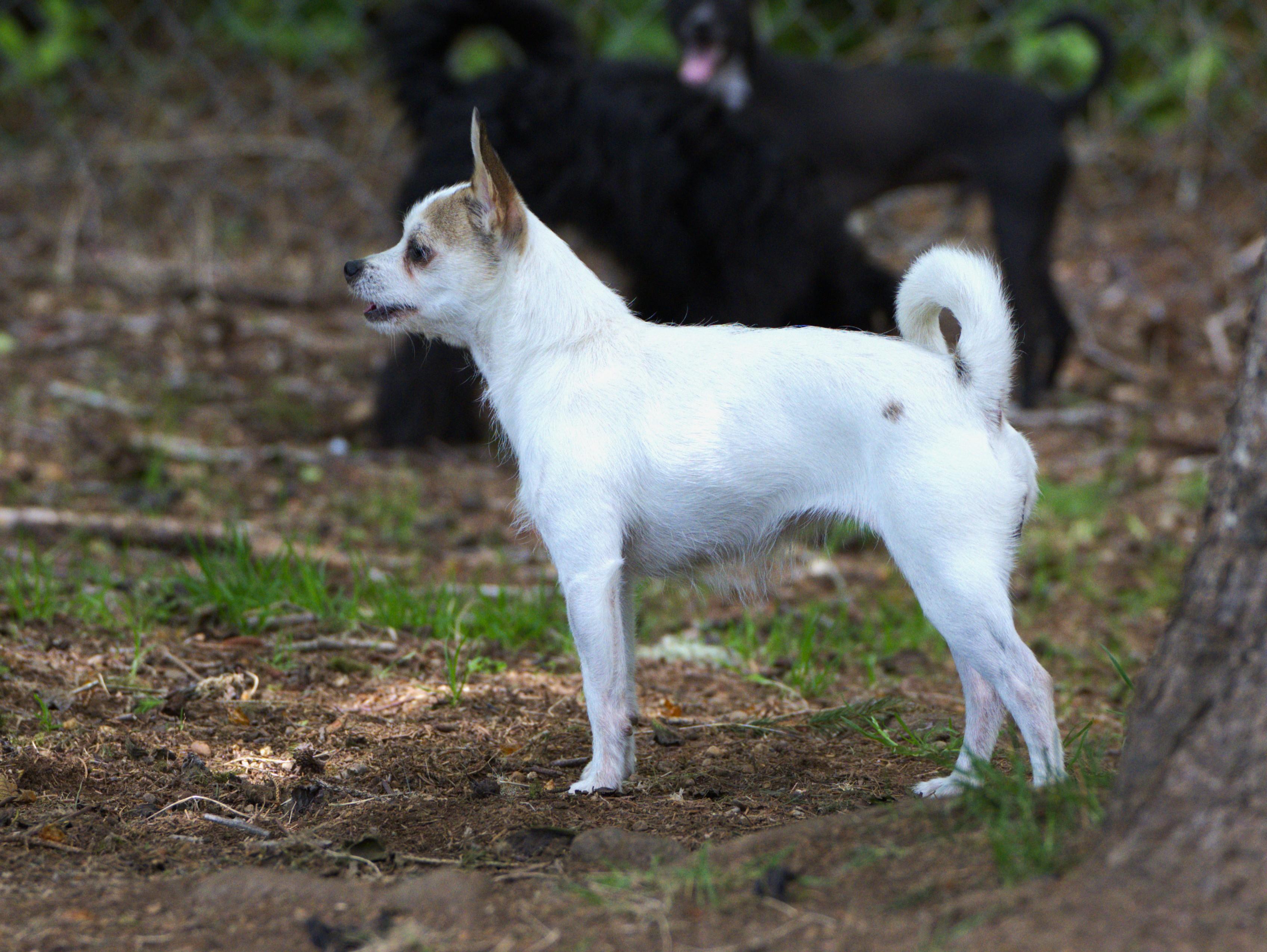 Georgie, an adoptable mixed breed in Hoquiam, WA image 4/5