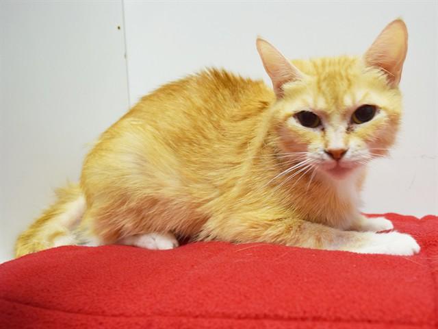 Enlarge MATHILDA, a Adoptable Domestic Short Hair in Sacramento, CA image 1/1
