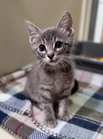 Bandit, Adoptable, Kitten Male Domestic Short Hair.
