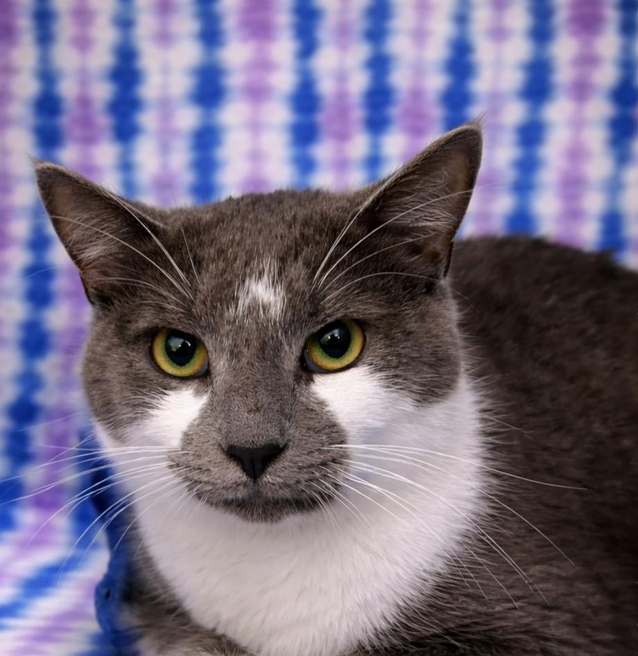 Steven, adopted, Adult Male Domestic Short Hair.