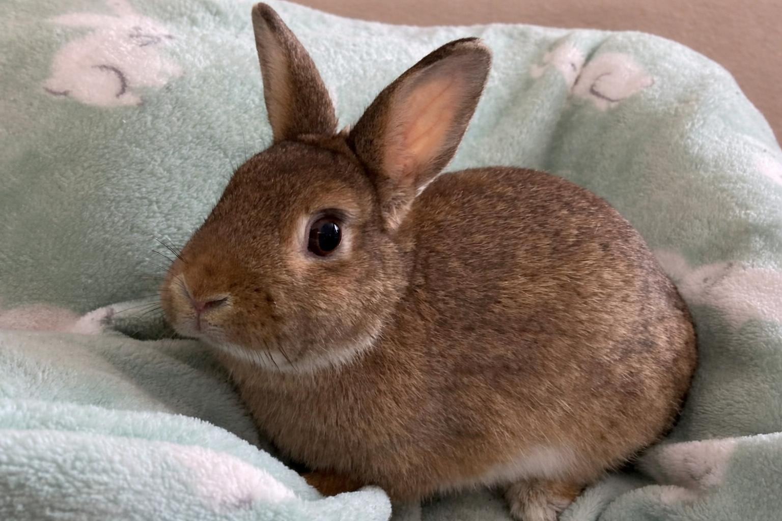 Enlarge Poppy, a Adopted Bunny Rabbit in Marshfield, WI image 1/1
