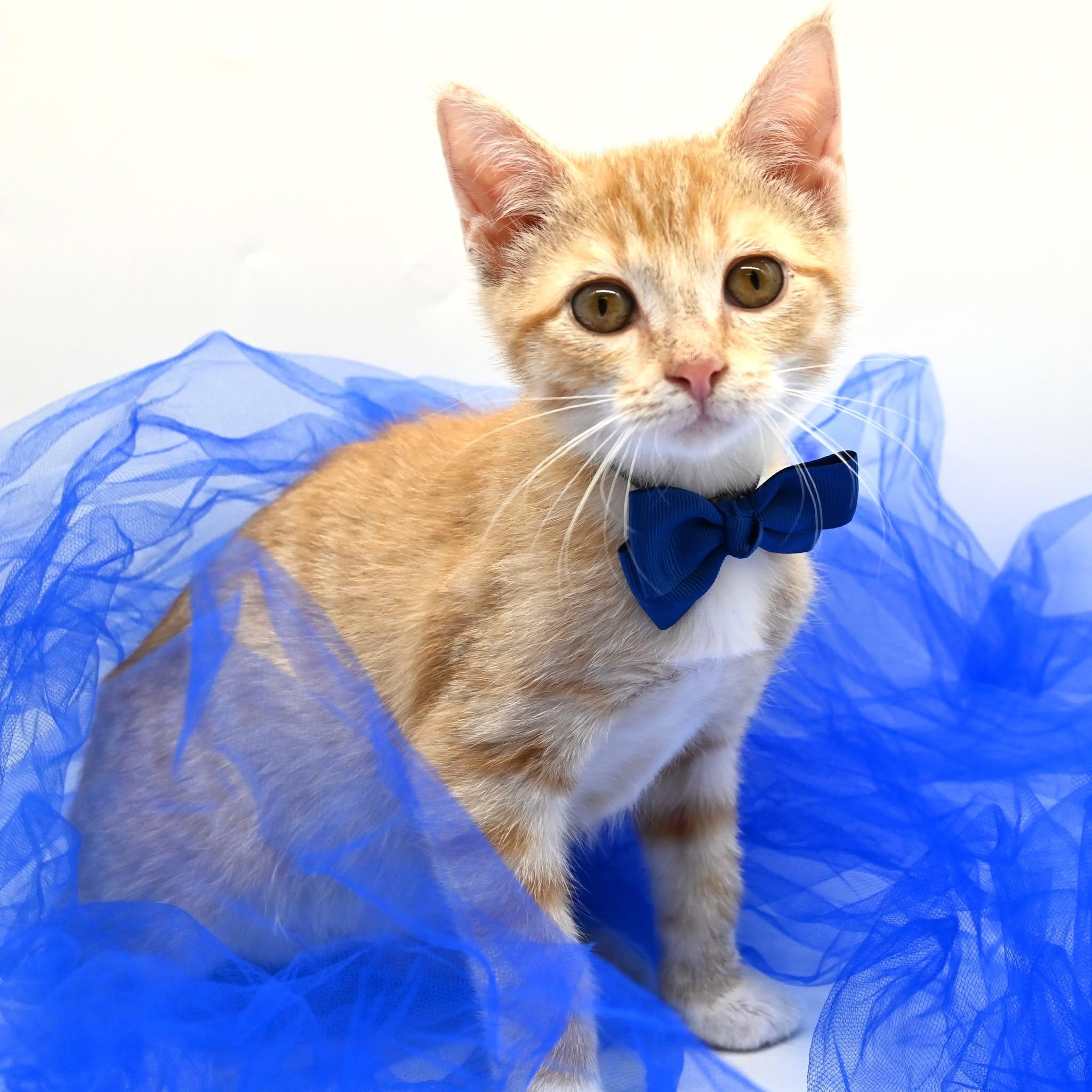 Lionel, Adoptable, Young Male American Shorthair.