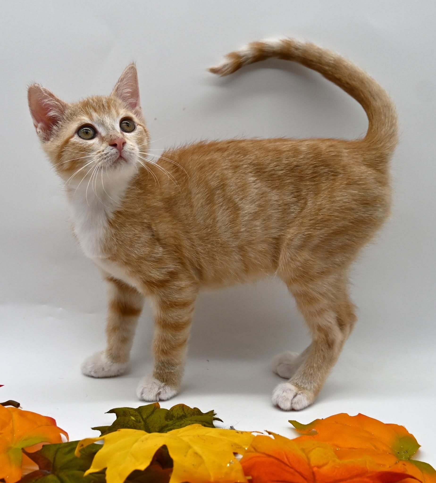 Enlarge Lionel, an adopted American Shorthair in Farmington, CT image 3/5