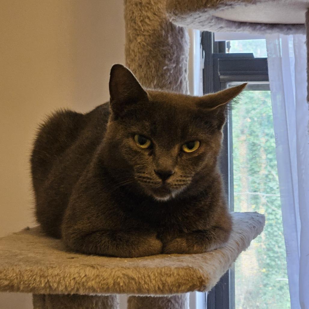 Poppet — thumbnail 2