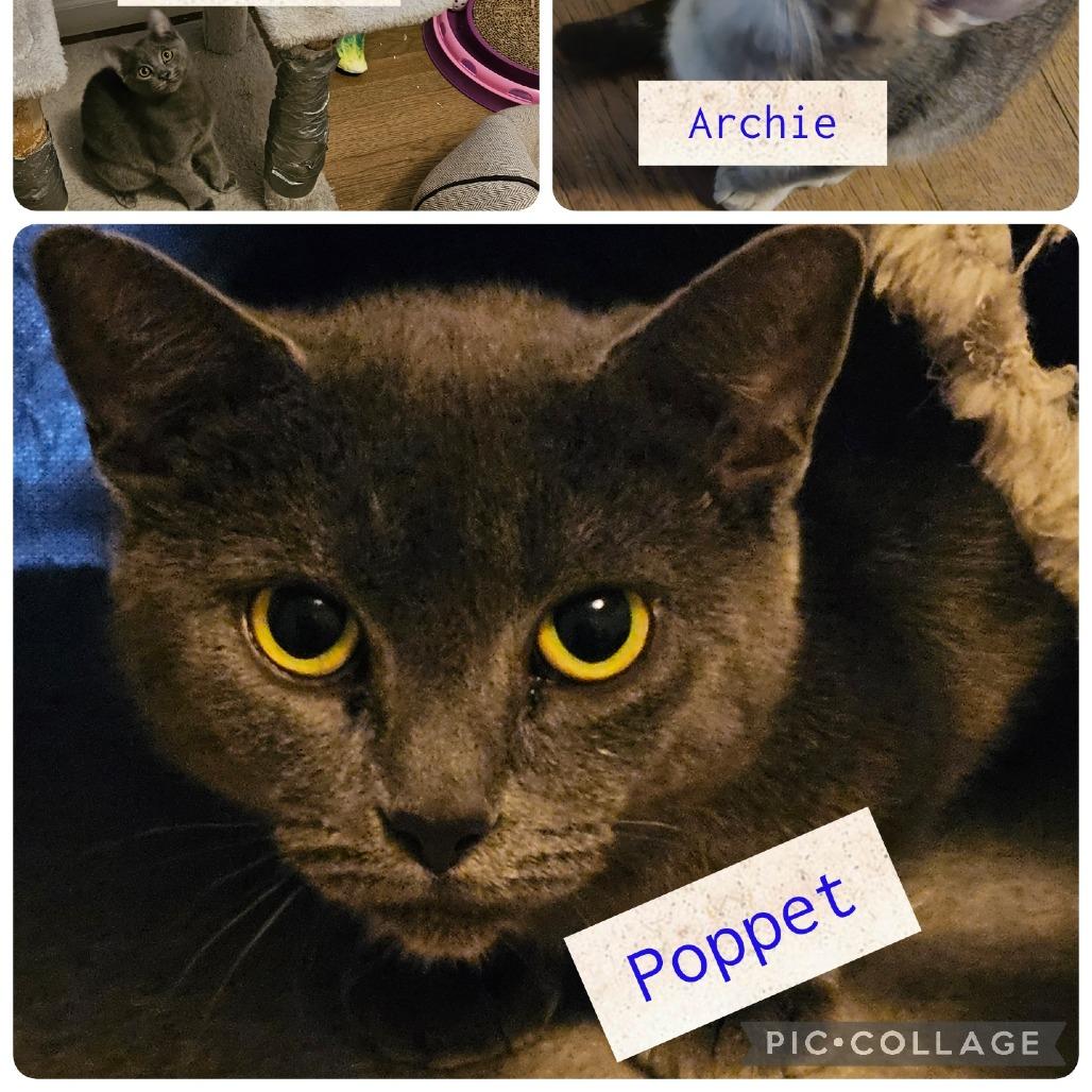 Poppet — thumbnail 3