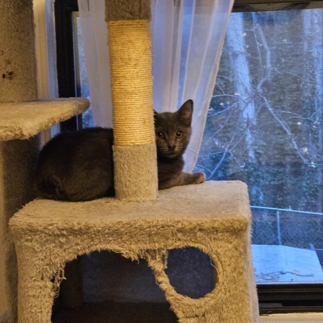 Poppet — thumbnail 4