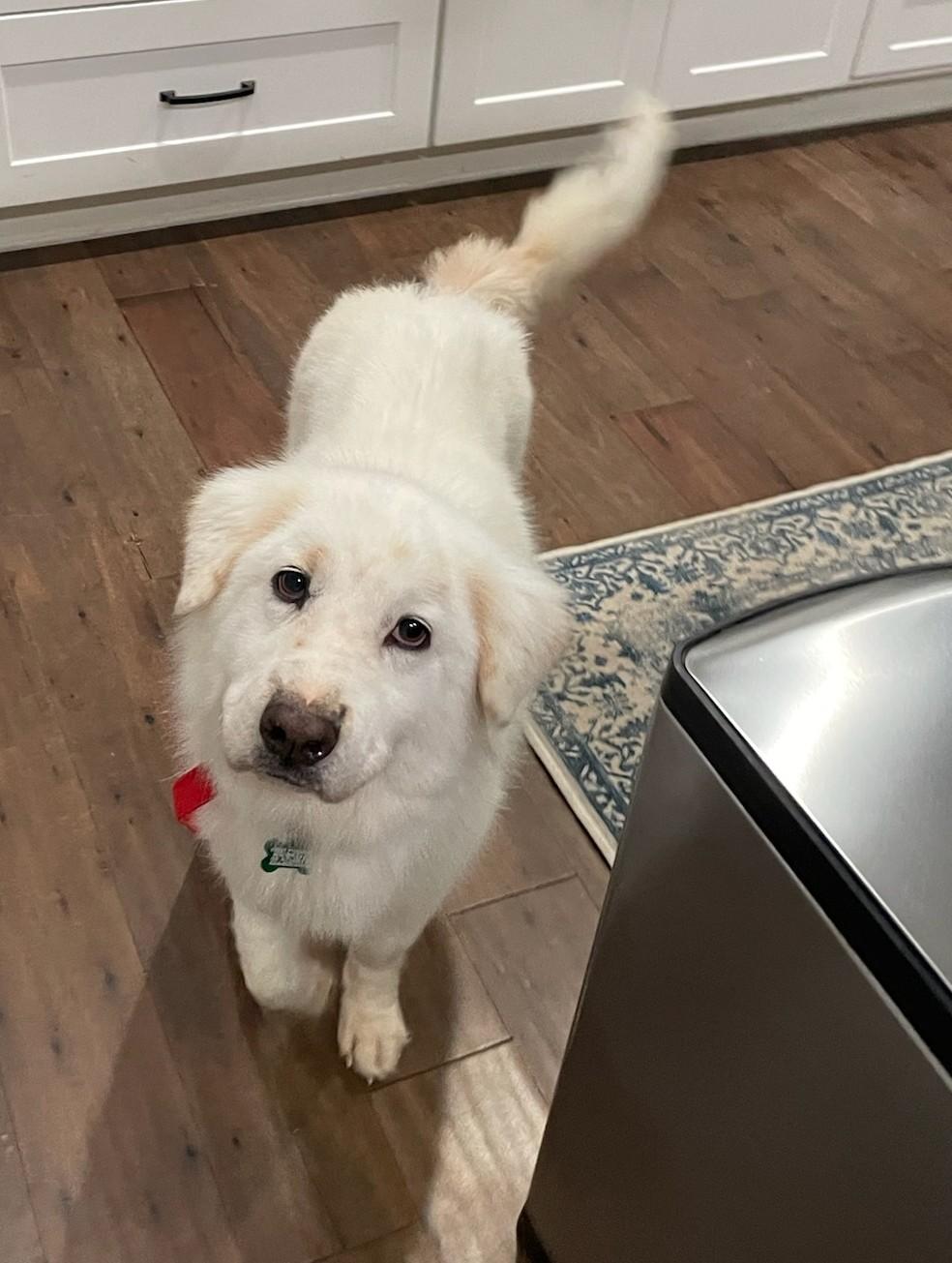 Enlarge Hallie Berry, a ADOPTABLE Great Pyrenees in Atlanta, GA image 5/6