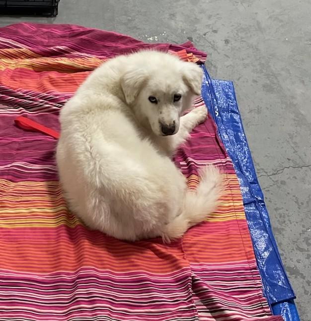Enlarge Hallie Berry, a ADOPTABLE Great Pyrenees in Atlanta, GA image 6/6