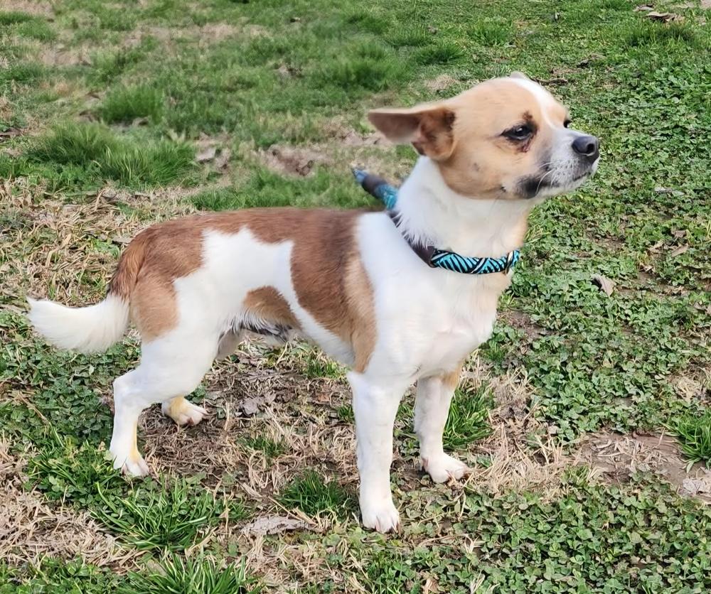 Biscuit, Adoptable, Young Male Chihuahua.