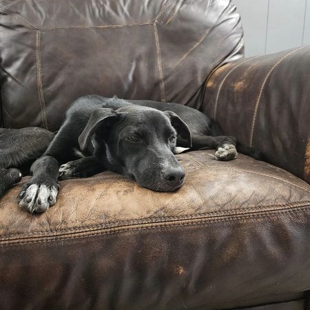 Beckham (Athletes Litter) photo 2