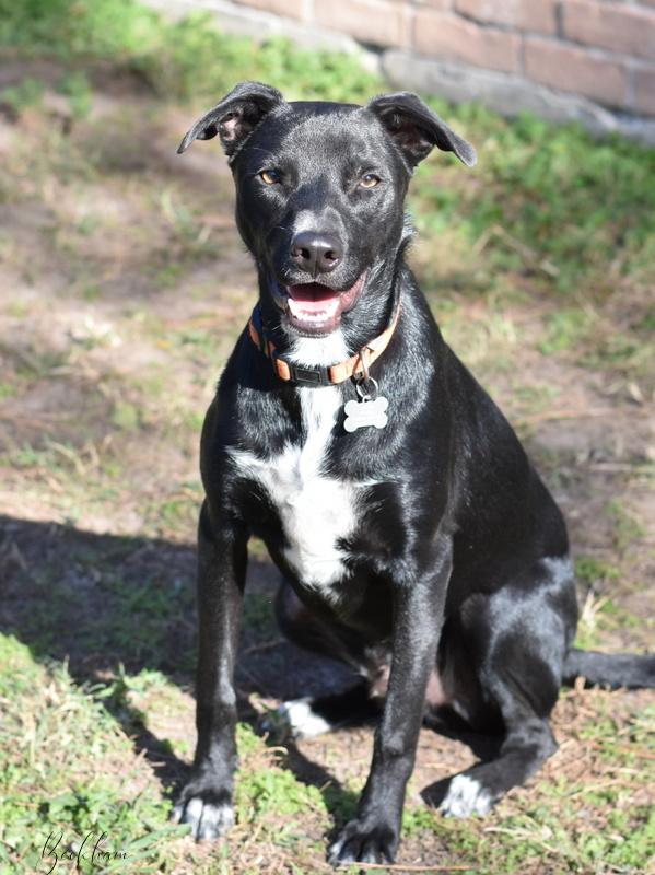 Beckham (Athletes Litter)