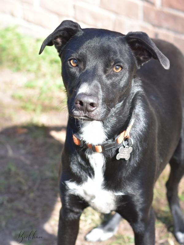 Beckham (Athletes Litter) photo 4