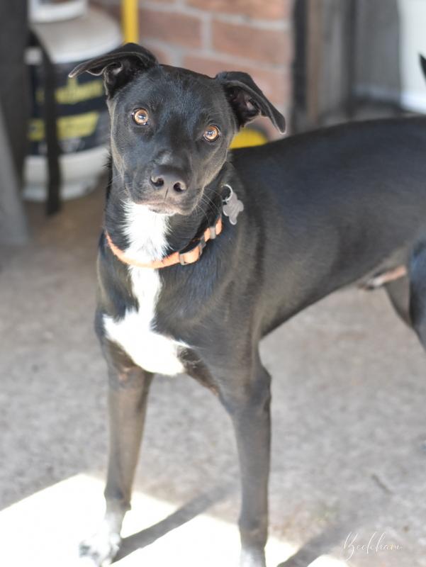 Beckham (Athletes Litter) photo 3