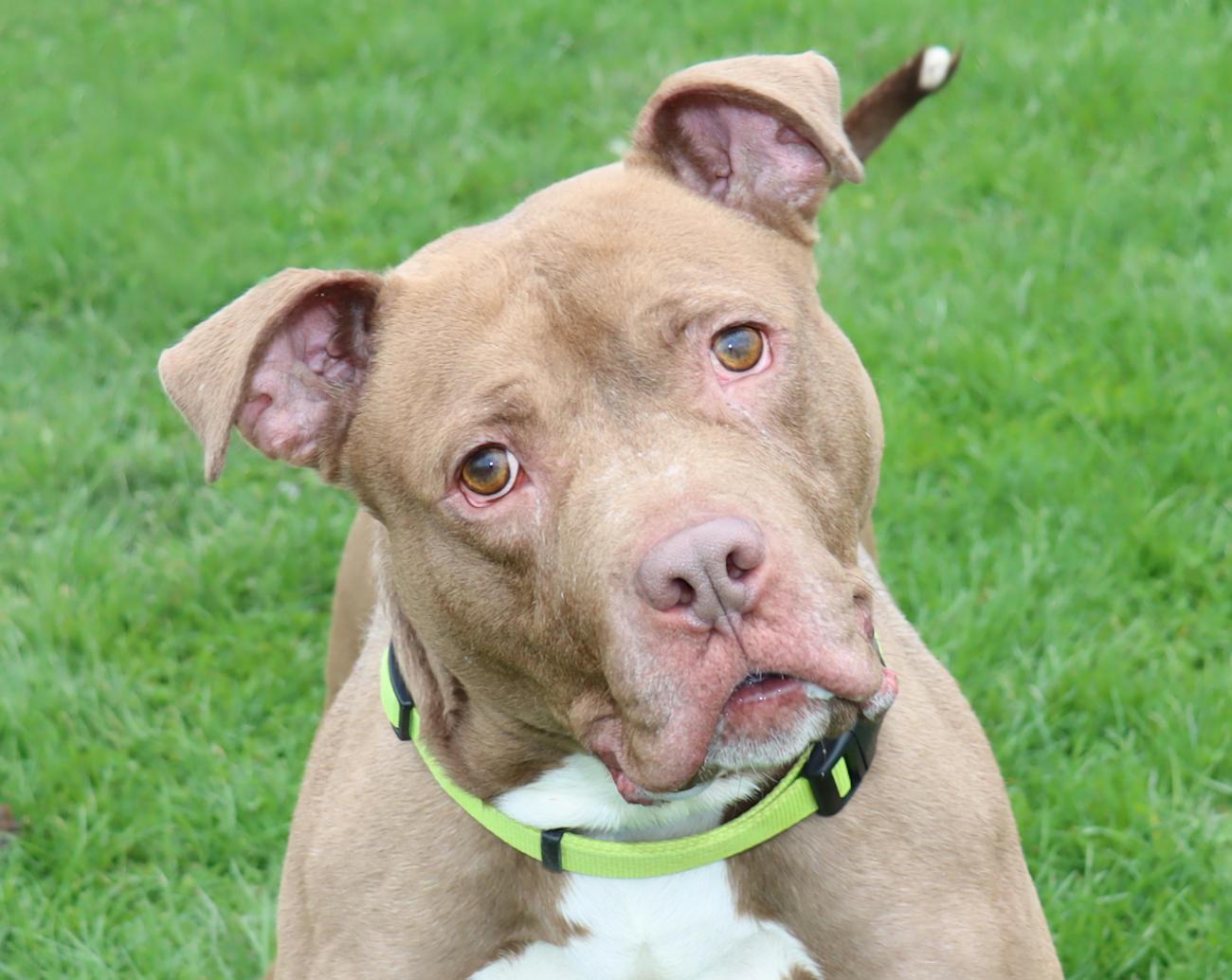 Malcolm, ADOPTABLE, Adult Male Pit Bull Terrier.