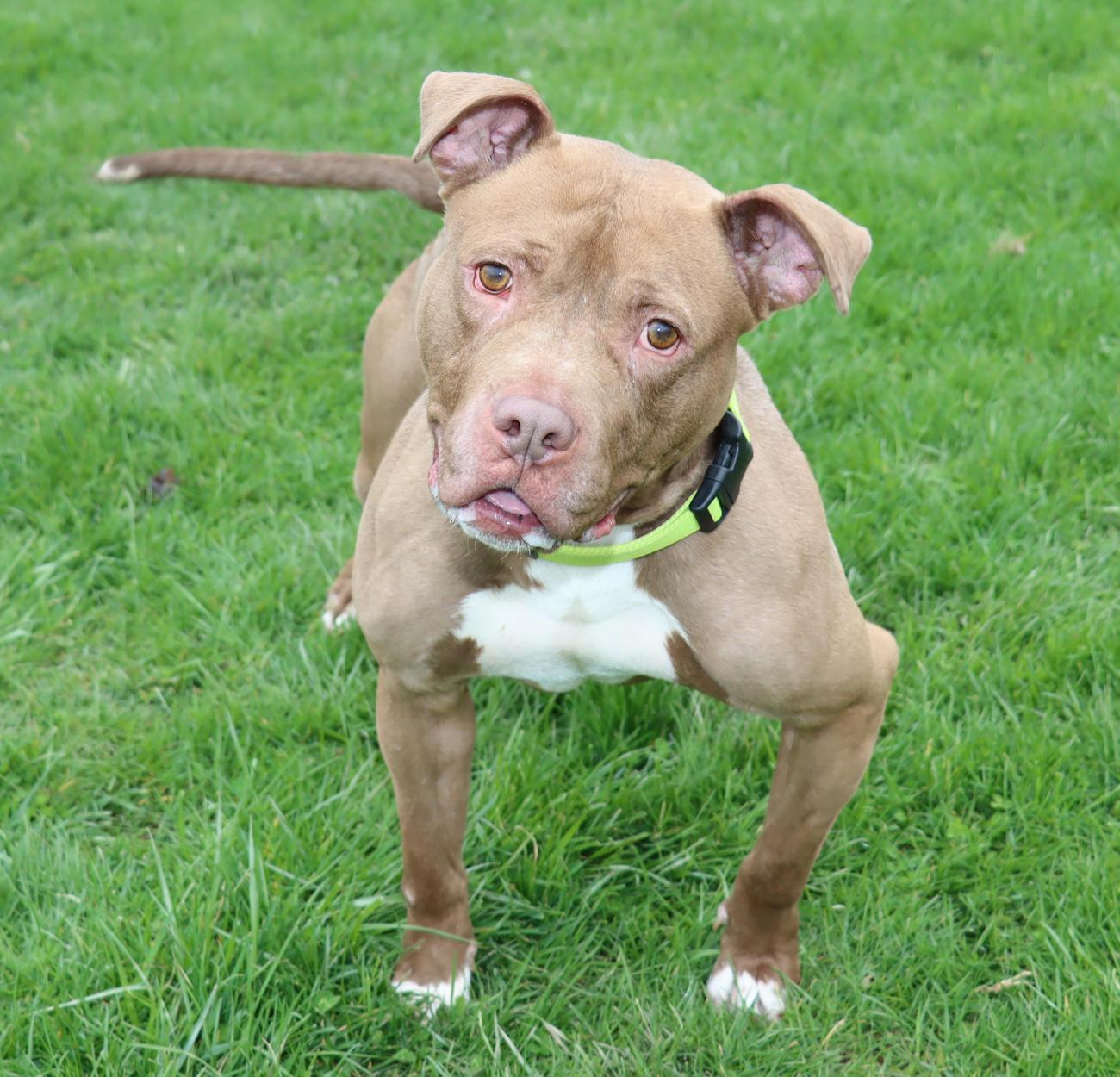 Enlarge Malcolm, a ADOPTABLE mixed breed in Euclid, OH image 2/6