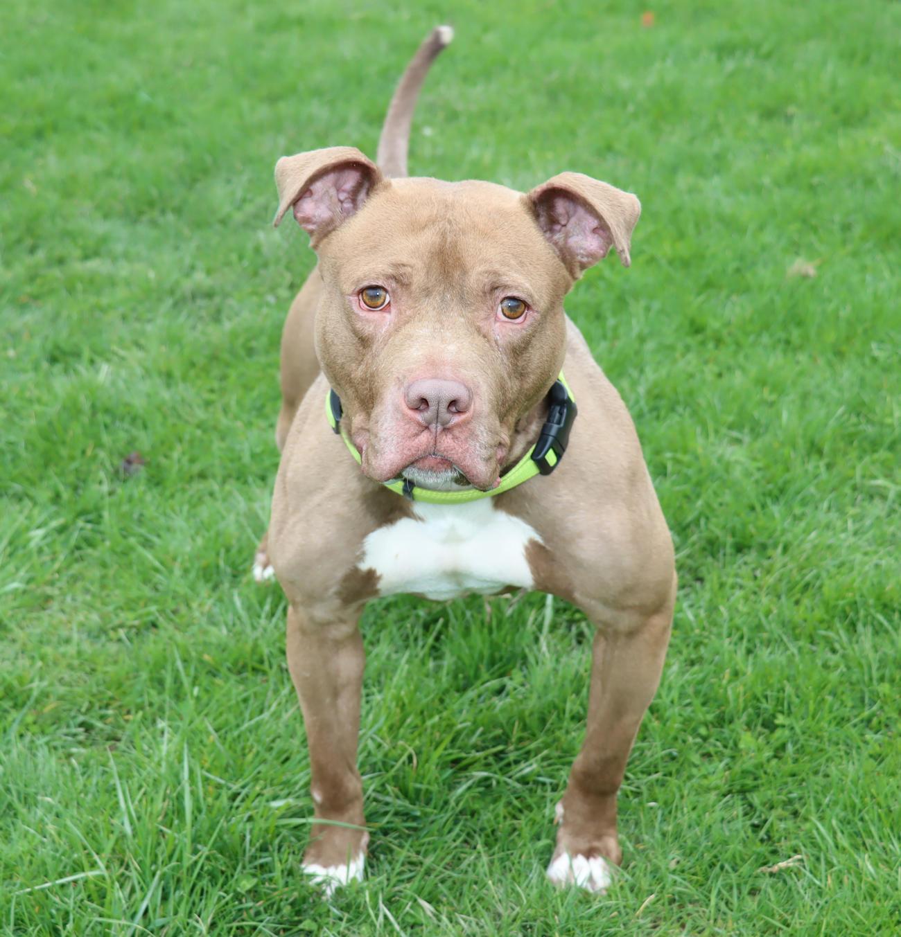 Enlarge Malcolm, a ADOPTABLE mixed breed in Euclid, OH image 5/6