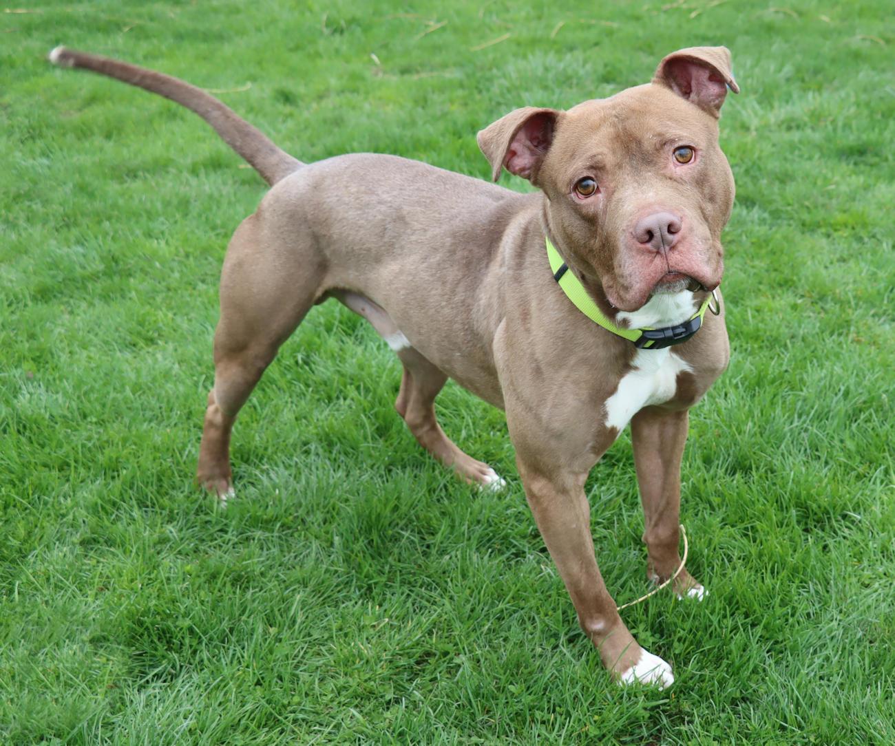 Enlarge Malcolm, a ADOPTABLE mixed breed in Euclid, OH image 3/6