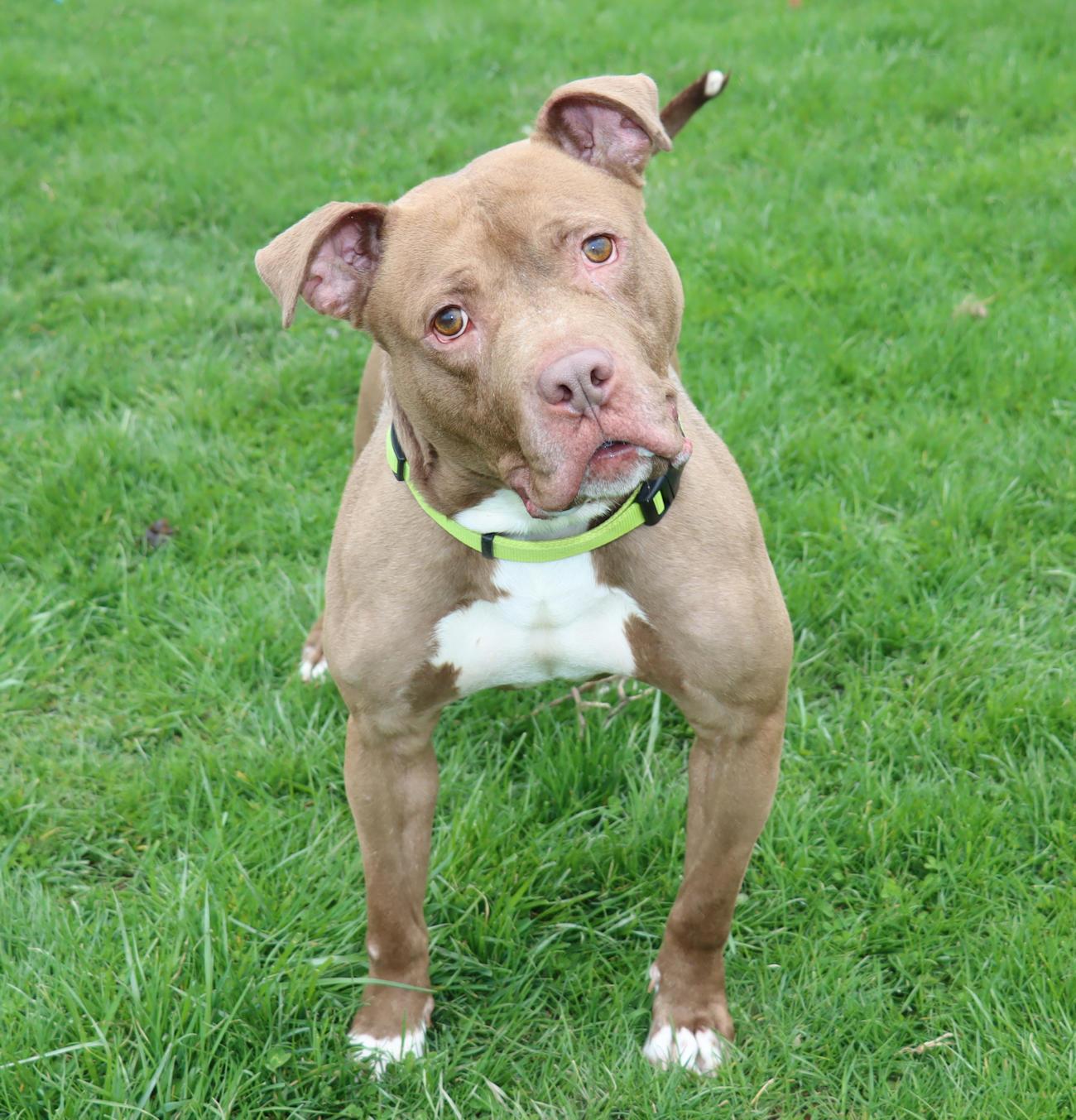 Enlarge Malcolm, a ADOPTABLE mixed breed in Euclid, OH image 6/6