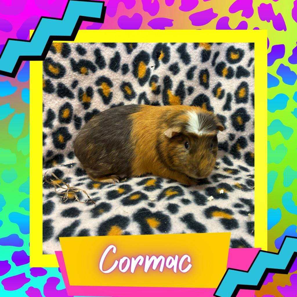 Cormac, Adoptable, Young Male Guinea Pig.