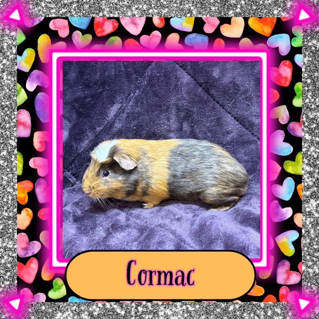 Enlarge Cormac, a Adoptable Guinea Pig in Elizabethtown, KY image 2/3
