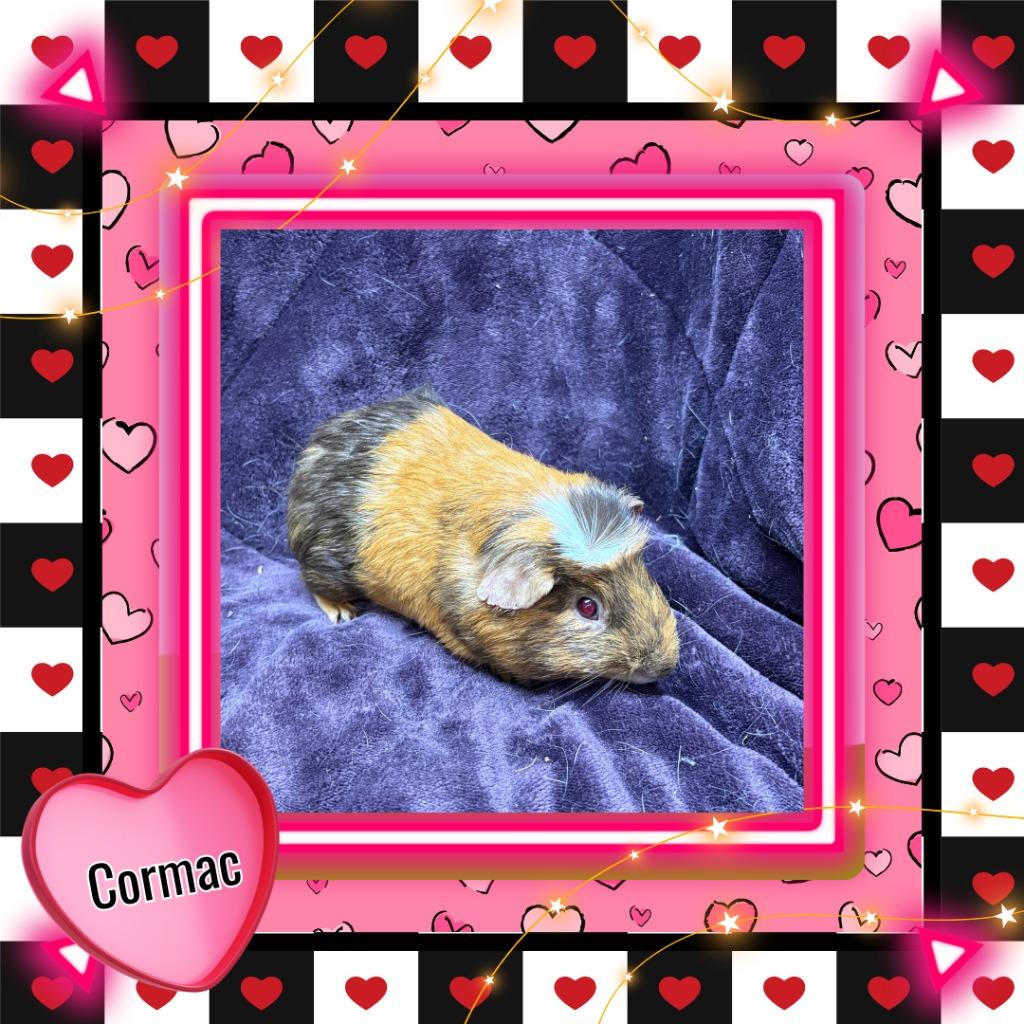 Enlarge Cormac, a Adoptable Guinea Pig in Elizabethtown, KY image 3/3