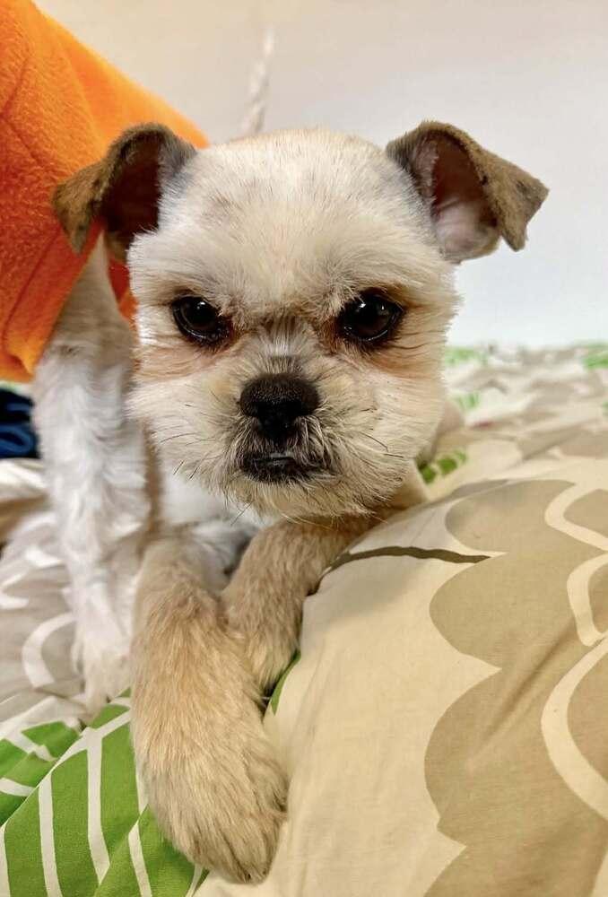 Enlarge Betsy, a Adoptable Shih Tzu in Boulder, CO image 1/6