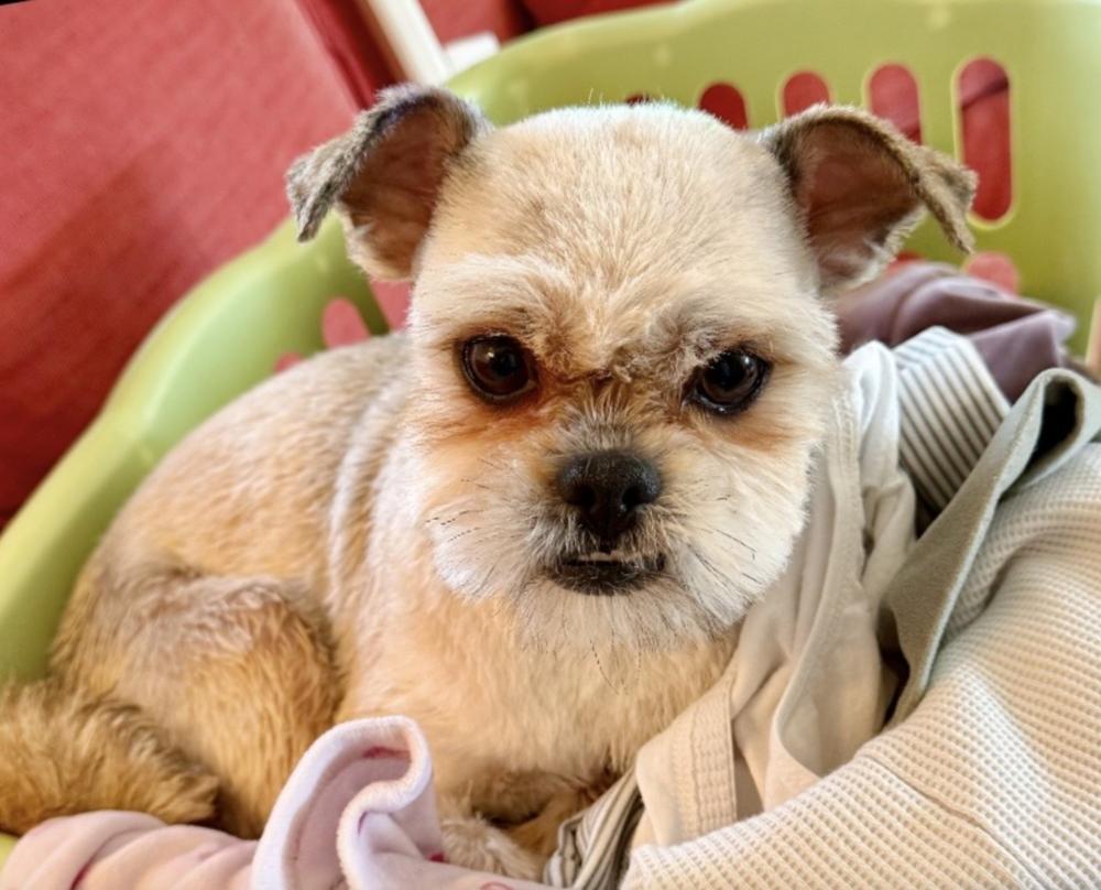 Enlarge Betsy, a Adoptable Shih Tzu in Boulder, CO image 2/6
