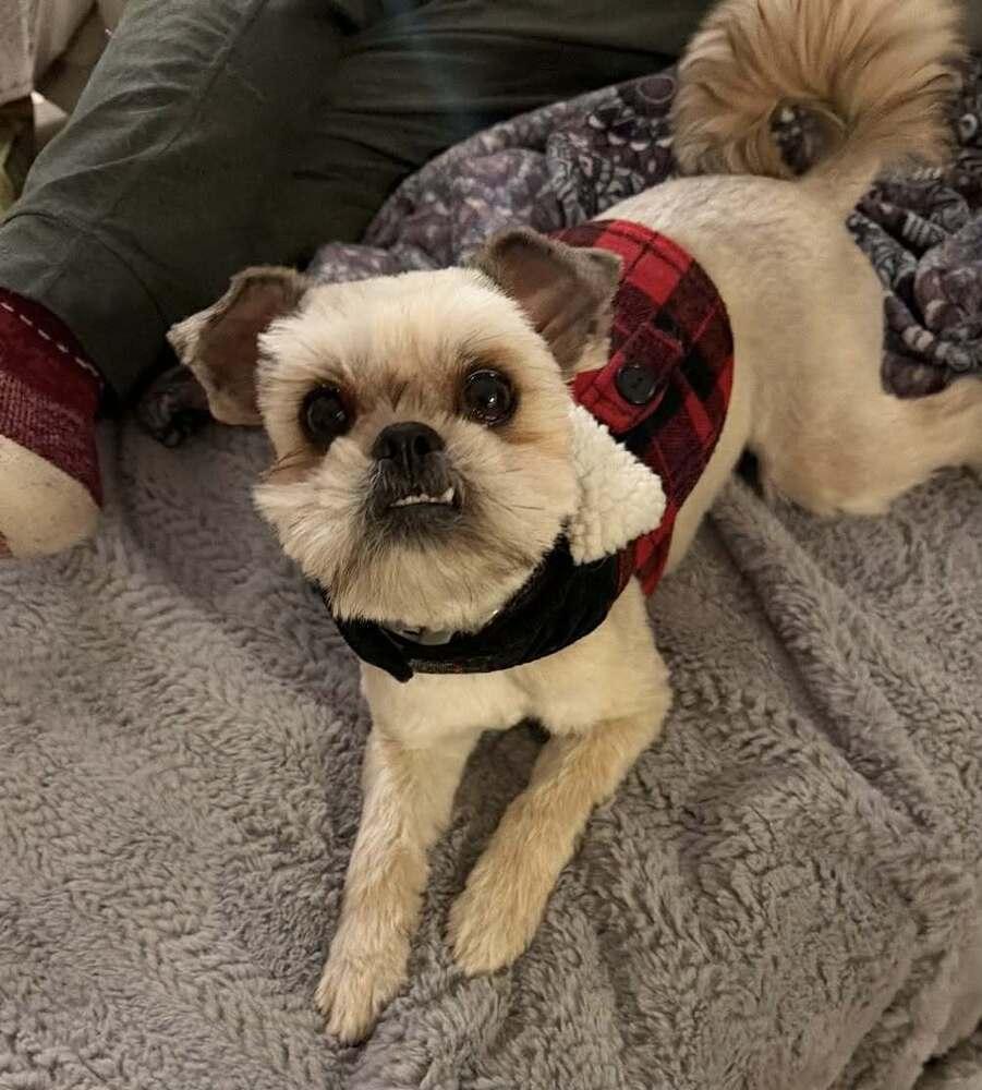 Enlarge Betsy, a Adoptable Shih Tzu in Boulder, CO image 3/6