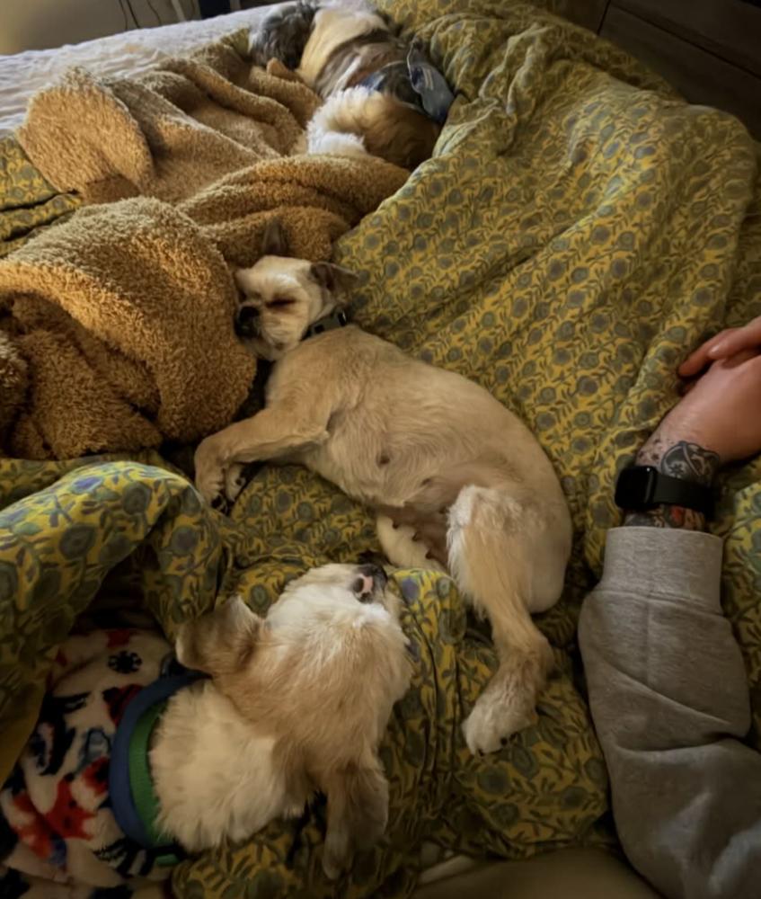 Enlarge Betsy, a Adoptable Shih Tzu in Boulder, CO image 4/6