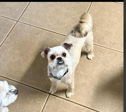 Enlarge Betsy, a Adoptable Shih Tzu in Boulder, CO image 5/6