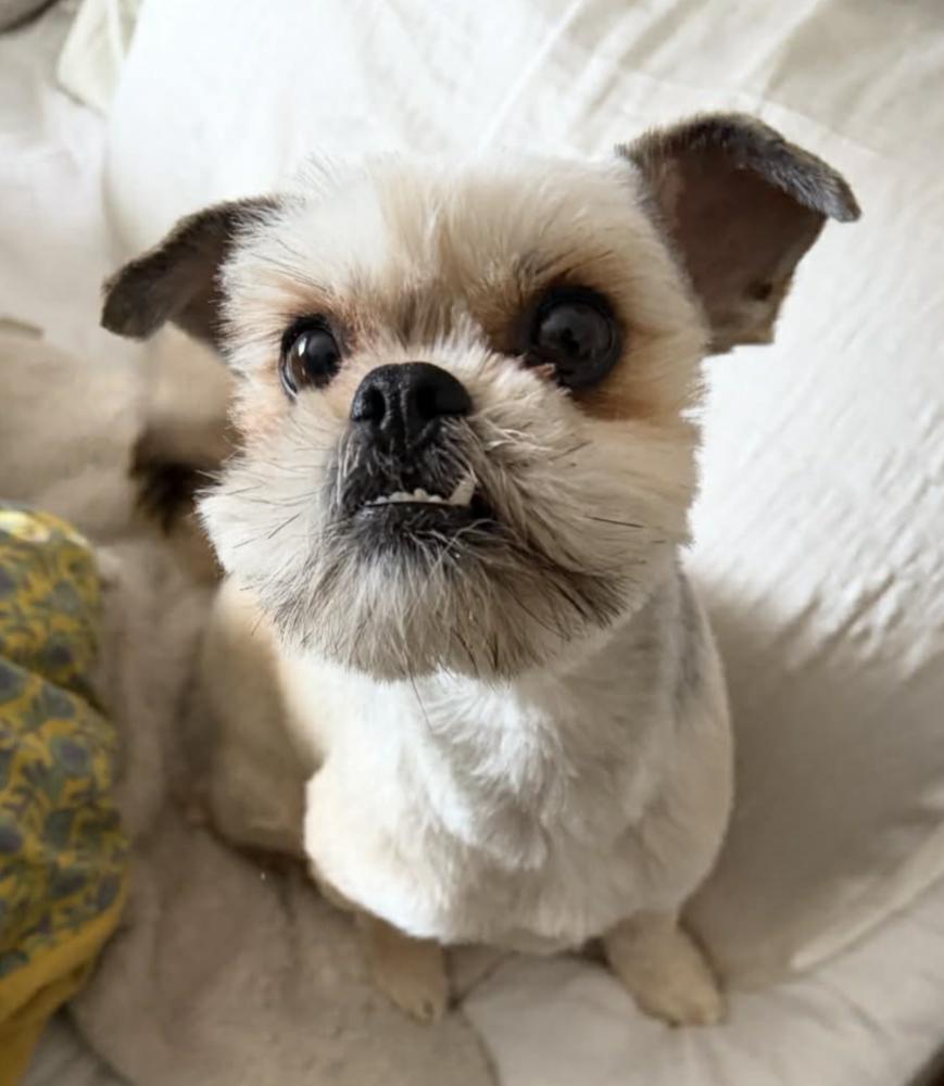Enlarge Betsy, a Adoptable Shih Tzu in Boulder, CO image 6/6