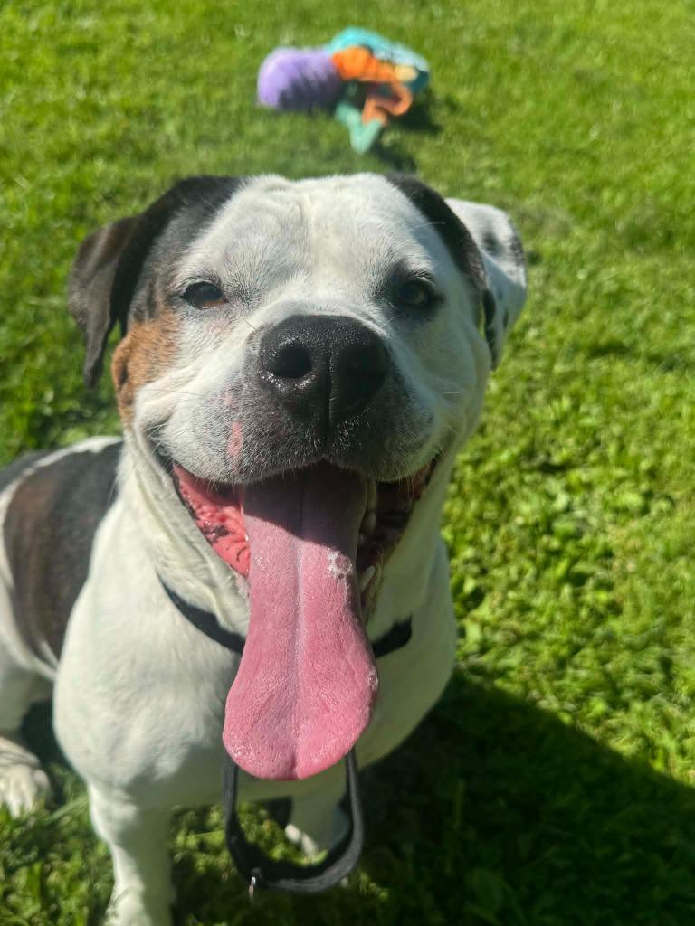 Brutus, Adoptable, Adult Male American Bulldog.