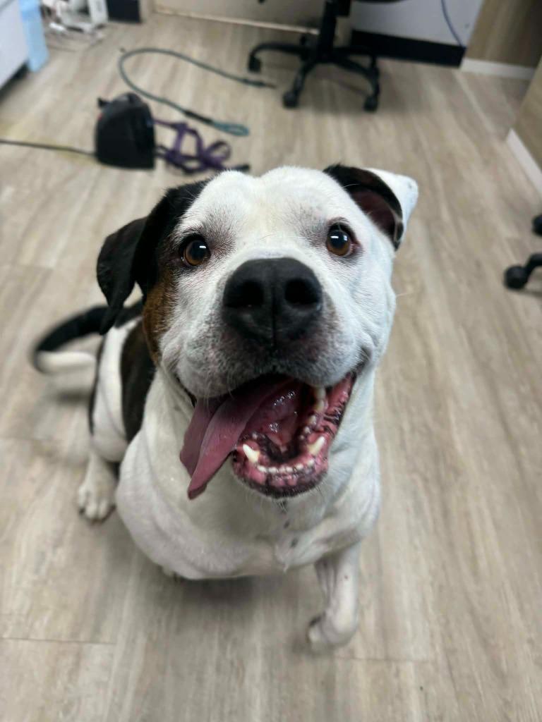 Brutus, a Adoptable American Bulldog in Marion, OH image 2/5