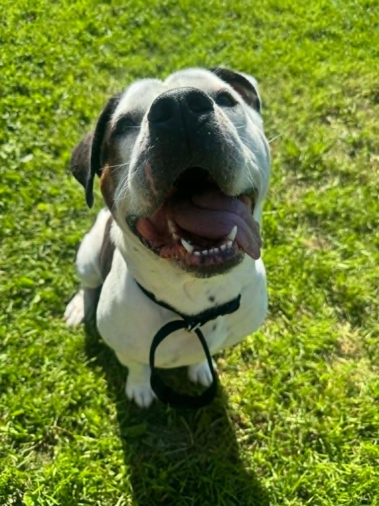 Brutus, a Adoptable American Bulldog in Marion, OH image 3/5