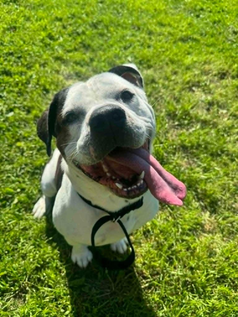Brutus, a Adoptable American Bulldog in Marion, OH image 4/5