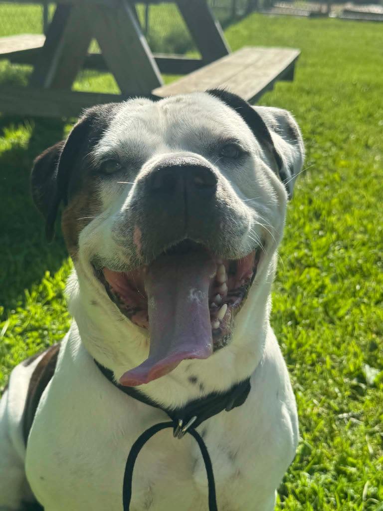 Brutus, a Adoptable American Bulldog in Marion, OH image 5/5